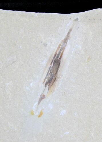 Soft Bodied Fossil Squid - Lebanon #28215